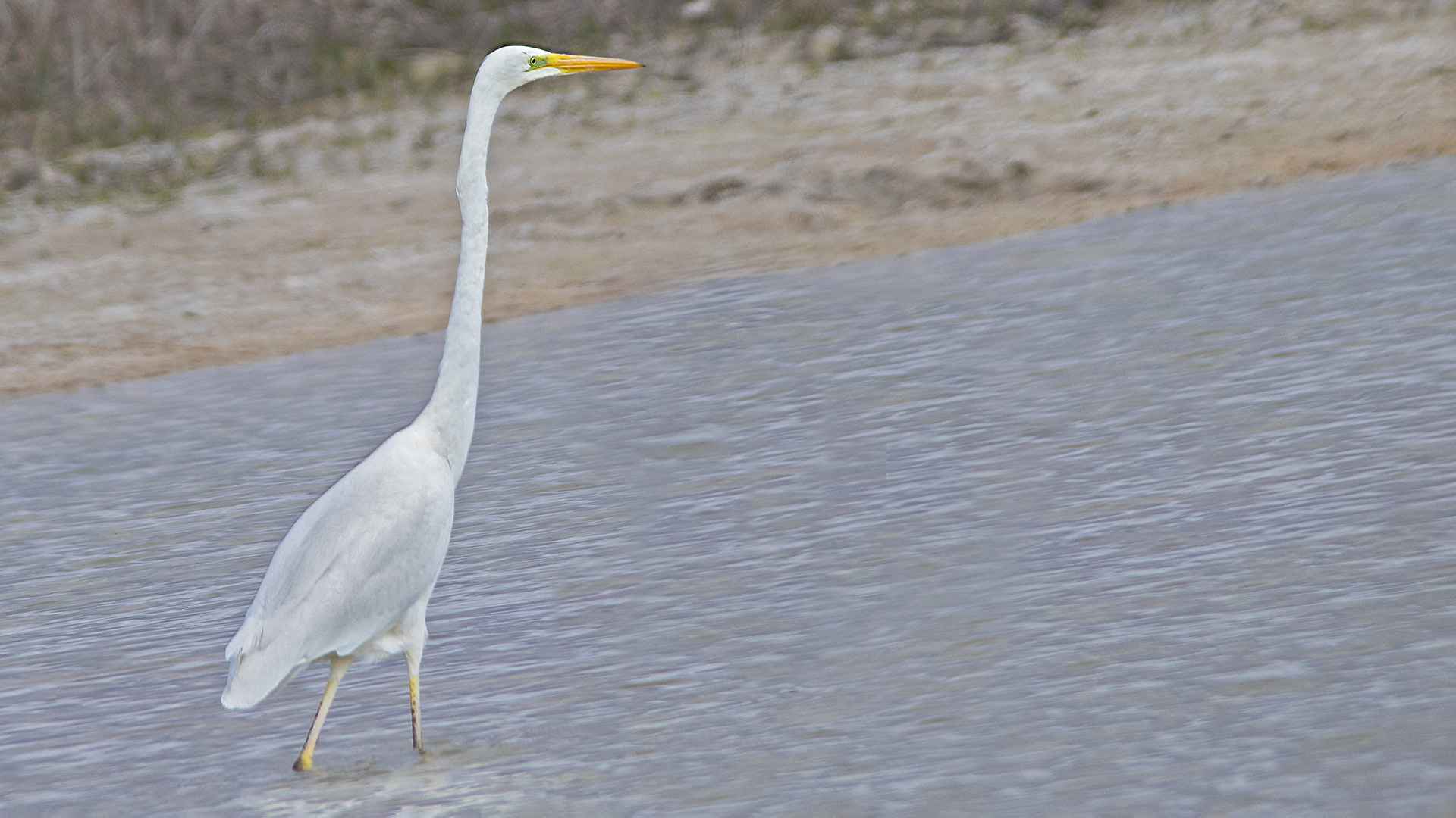 Great Egret